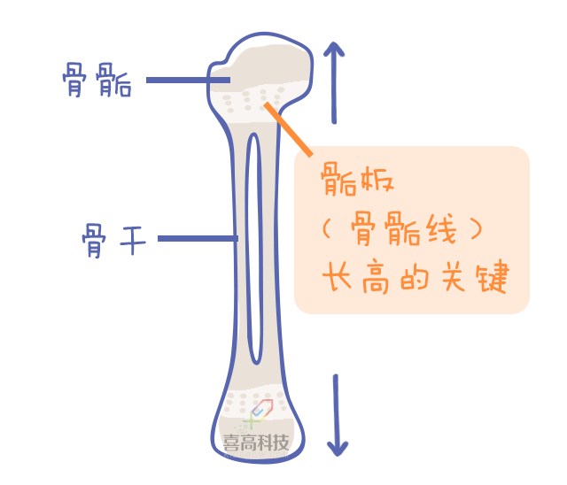 重啟骨骺線~你看起來很誘人！_11.png