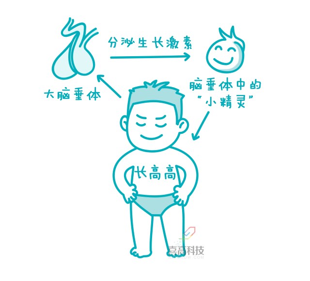 一網打盡︱打生長激素有副作用嗎？_02.png