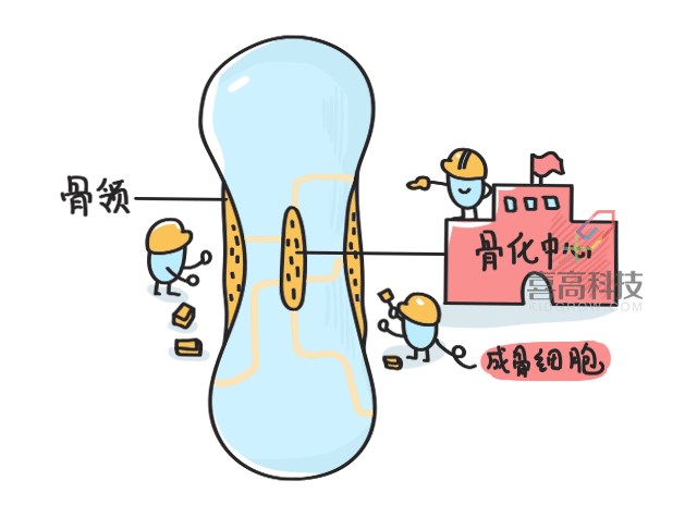 11.22看完大樓建造過(guò)程，就知道孩子是怎么長(zhǎng)高的-_05.png